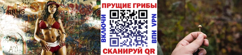 Галлюциногенные грибы Psilocybine cubensis  Апшеронск 